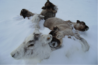 Image: University of Lapland